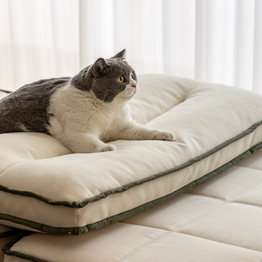 Scandinavian premium cat scratch resistant fabric sofa cover situational feels.